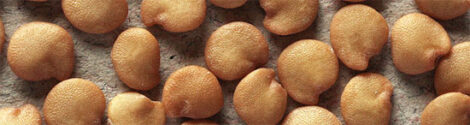 Saving Eggplant Seeds Image